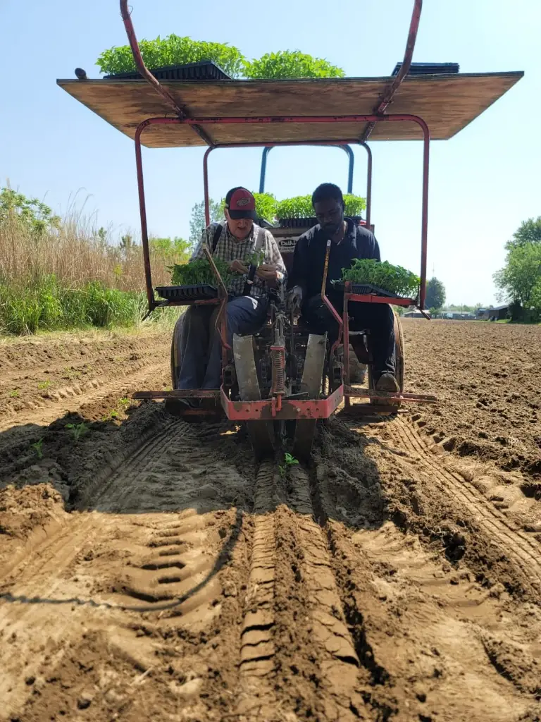 Resolve Farms team using transplanting machine