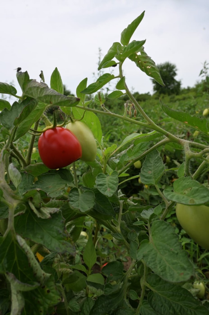 Vibrant Field Tomatoes