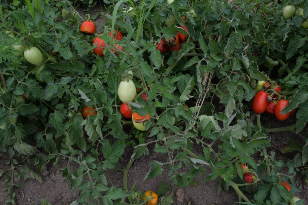 Heirloom Tomatoes on the Vine