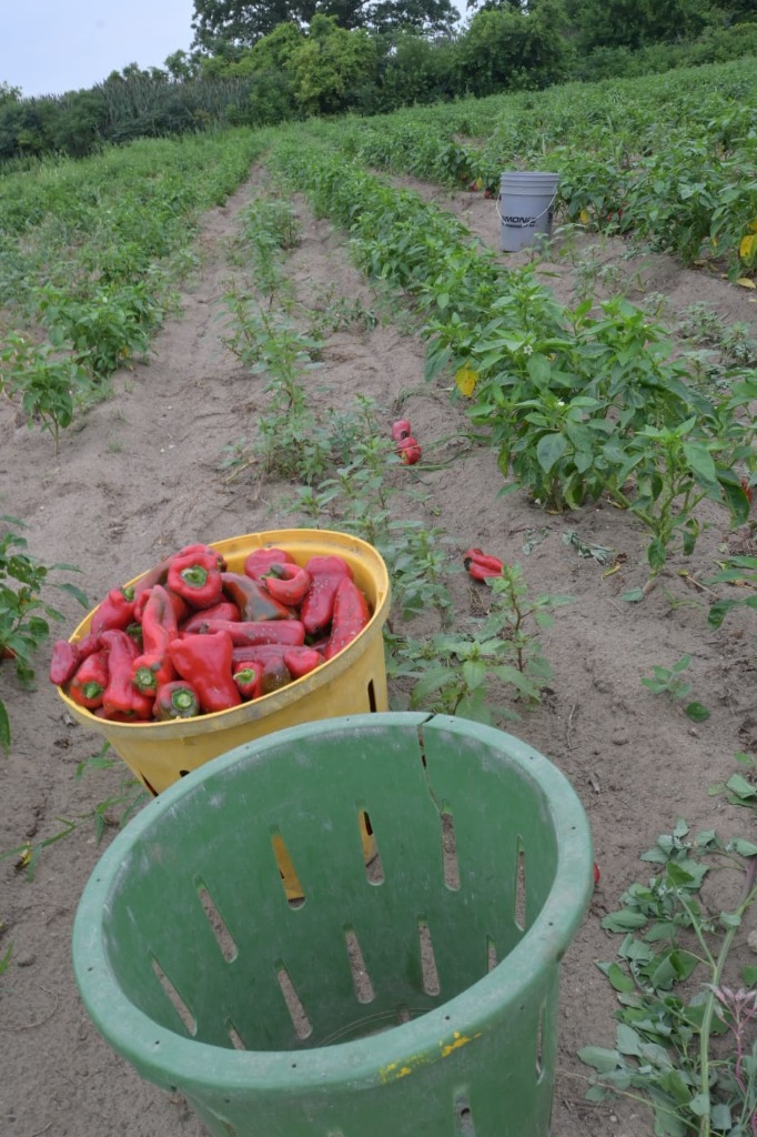 Fresh Pepper Fields