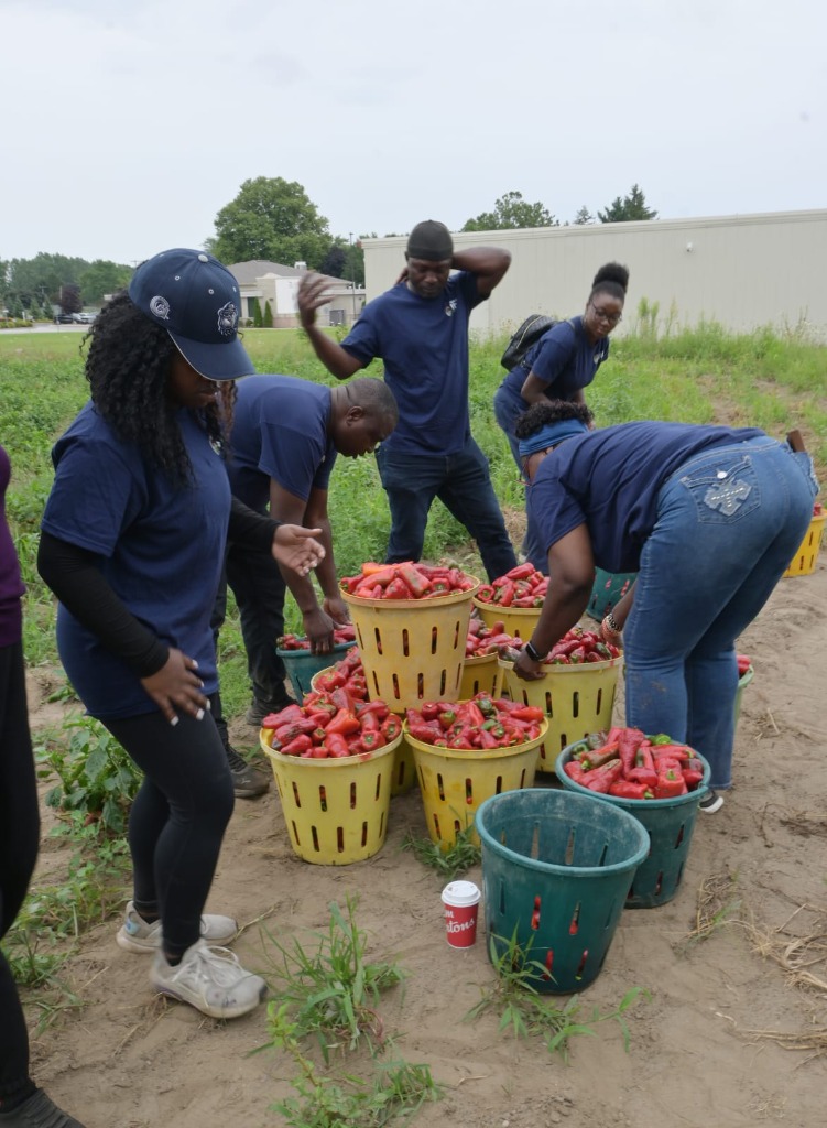 Harvest Sorting & Packing