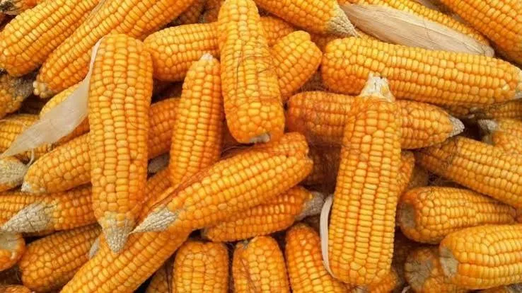 African Corn — Agbado Naija