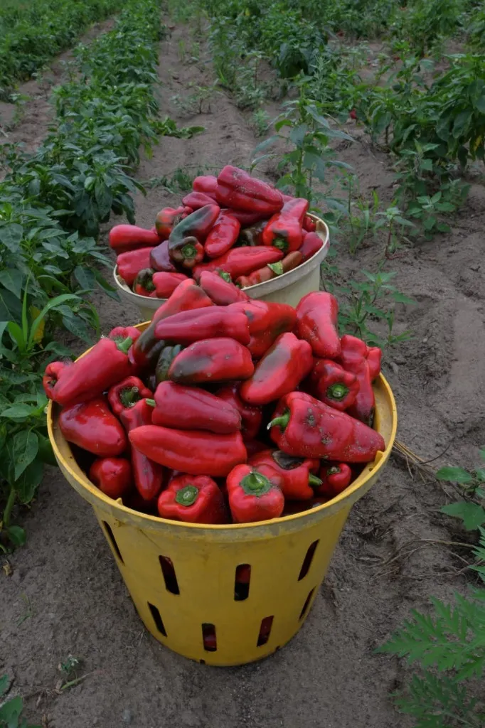 Farm fresh guarantee crate of produce