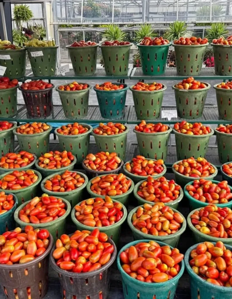 Roma Tomatoes