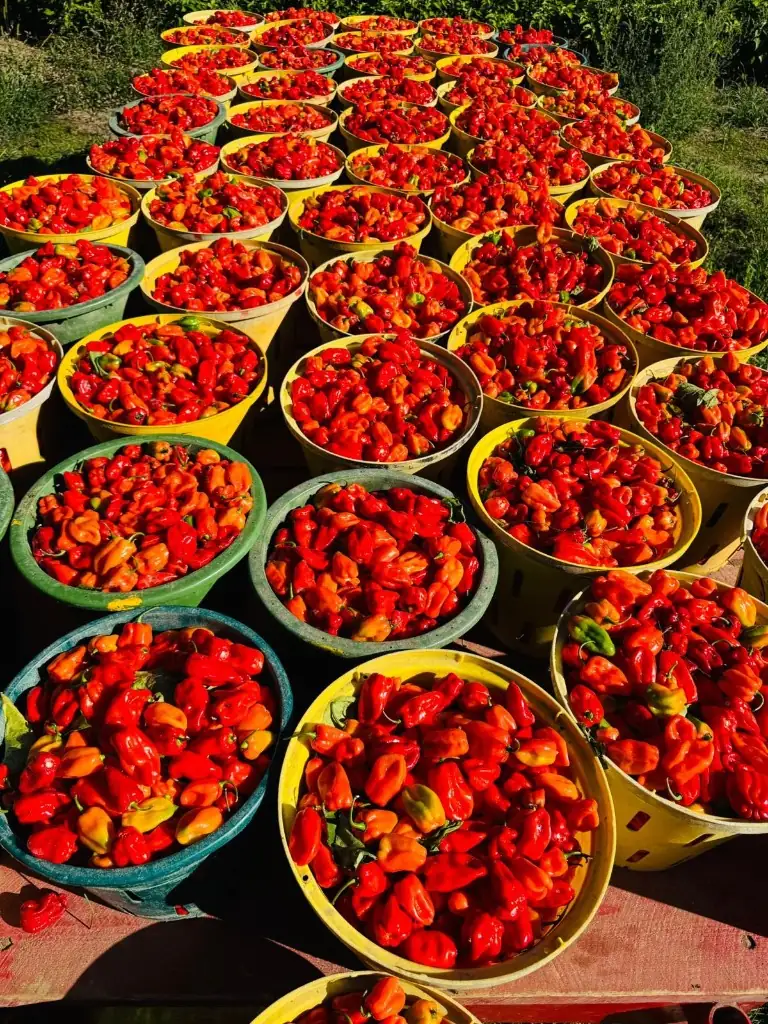 Freshly harvested red hot peppers in buckets